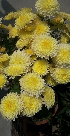 a bunch of yellow flowers in a pot