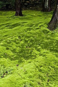 green moss growing on the ground next to trees