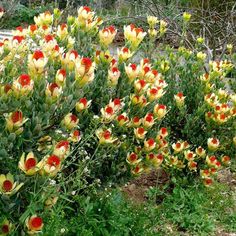 many yellow and red flowers are growing in the grass