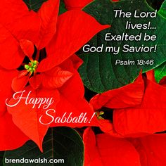 red poinsettis with green leaves and the words, happy sabli