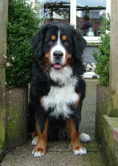 a black and brown dog sitting on top of cement steps