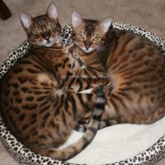 two cats laying in a cat bed on the floor