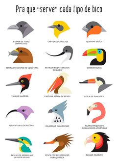 different types of birds that are in spanish