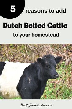 a black and white cow with the words 5 reason to add dutch belted cattle to your homesead