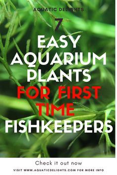 an image of some plants with the words easy aquarium plants for first time fishkeepers