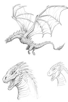 three different types of dragon drawings