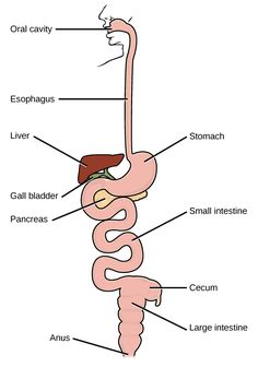 the anatomy of the stomach and its major organs is shown in this diagram, with labels on