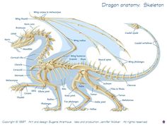 a diagram of the skeletal skeleton of a dragon with all its parts labeled on it