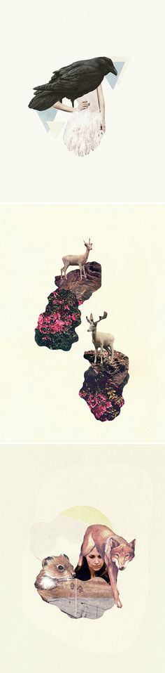 three different pictures of animals on land and in the air, with one flying above them