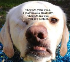 Just Perfect ♥ Dog Brain, Very Cute Dogs, Sweet Animals, Service Dogs, Training Your Dog