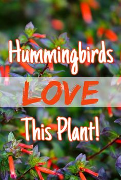 the words hummingbirds love this plant are overlaid by red and green leaves