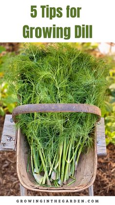 a wheelbarrow filled with lots of green grass and the words 5 tips for growing dill