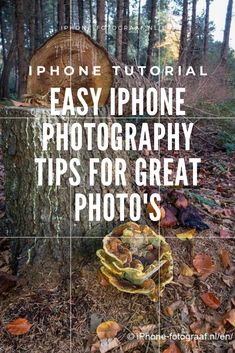 an image of a tree stump in the woods with text overlay that reads iphone phone photography tips for great photos