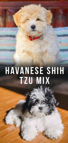 two small dogs sitting next to each other on a wooden floor with the caption havanese shih tzu mix