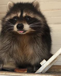 a raccoon sitting on top of a wooden step