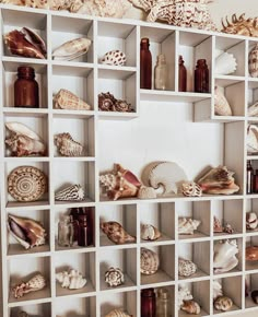 a shelf filled with lots of different types of seashells on top of white shelves