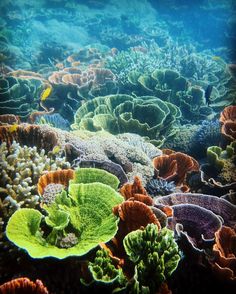 an underwater view of colorful corals and seaweed