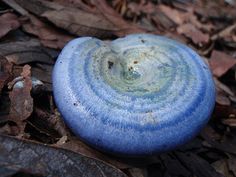 a blue rock sitting on top of leaves