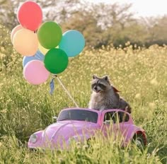 a raccoon sitting on top of a pink toy car in a field with balloons