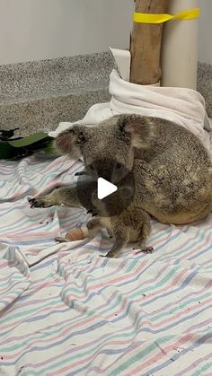 a koala is laying down on a towel