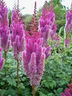 purple flowers are blooming in the garden