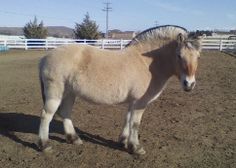 a white horse standing on top of a dirt field