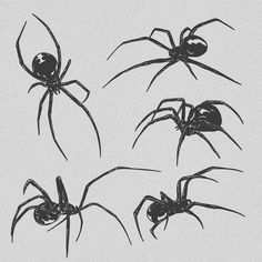 four black widows are shown in three different poses on a white background, each with its own spider's web - like legs