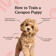 a dog with the words how to train a cavapoo puppy on it's back