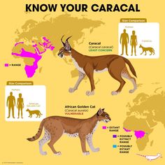 an animal map with different types of animals