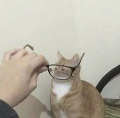 a cat wearing glasses sitting on top of a chair next to a person's hand