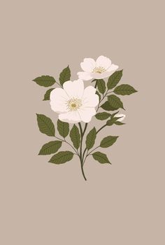 three white flowers with green leaves on a beige background