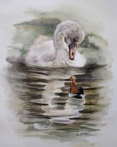 a watercolor painting of a white swan swimming in the water with a duckling