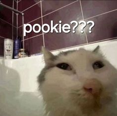 a cat sitting in a bathtub with the caption pookie??