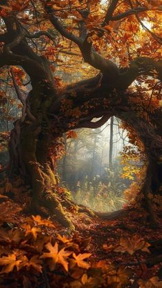 Fantasy Autumn, Autumnal Forest, Autumn Images, Autumn Pictures, Autumn Photos, Autumn Love, Fall Wallpapers, Autumn Background, Creation Photo