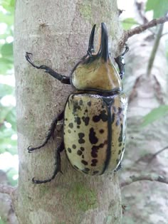 a brown and black beetle sitting on top of a tree