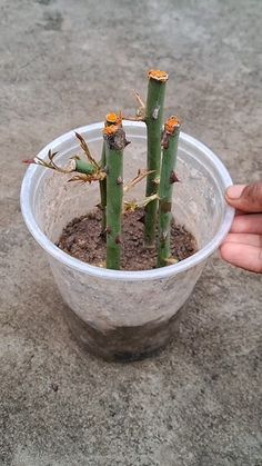 a hand is holding a plastic cup with some plants in it and dirt on the ground