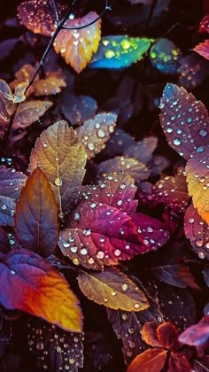 colorful leaves with drops of water on them