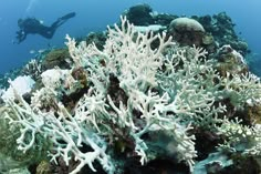 a scuba diver swims over a coral reef