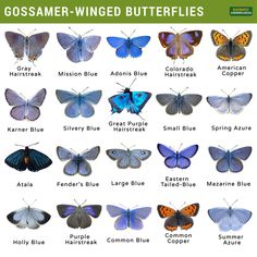 the different types of butterflies are shown in this poster, which includes names and colors