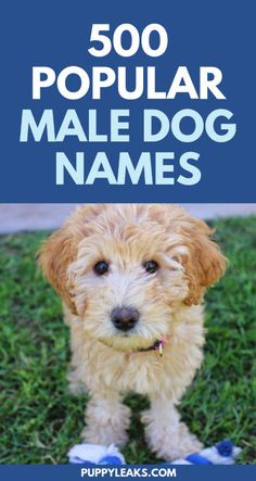 a brown dog standing on top of a green grass covered field with the words, 500 popular male dog names