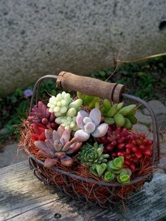 a basket filled with succulents sitting on top of a wooden bench