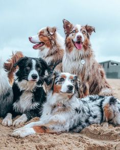 four dogs are sitting in the sand together