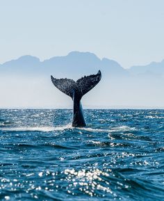 a whale's tail flups out of the water in front of some mountains