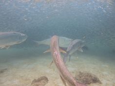 a group of fish swimming in the ocean