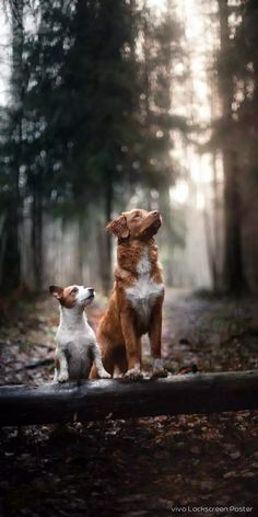 two dogs sitting in the middle of a forest looking up at something off to the side