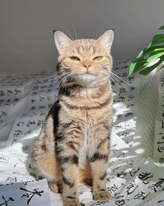 a cat sitting on top of a bed next to a plant