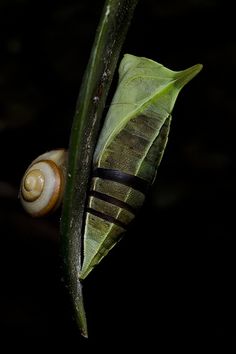 a close up of a snail on a green plant with leaves in the dark background