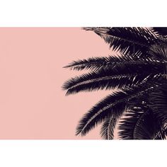 a palm tree against a pink background with the sky in the backgrounnd