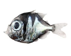 a black and white fish with big eyes