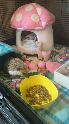 a hedgehog eating food out of a bowl on top of a table next to a mushroom